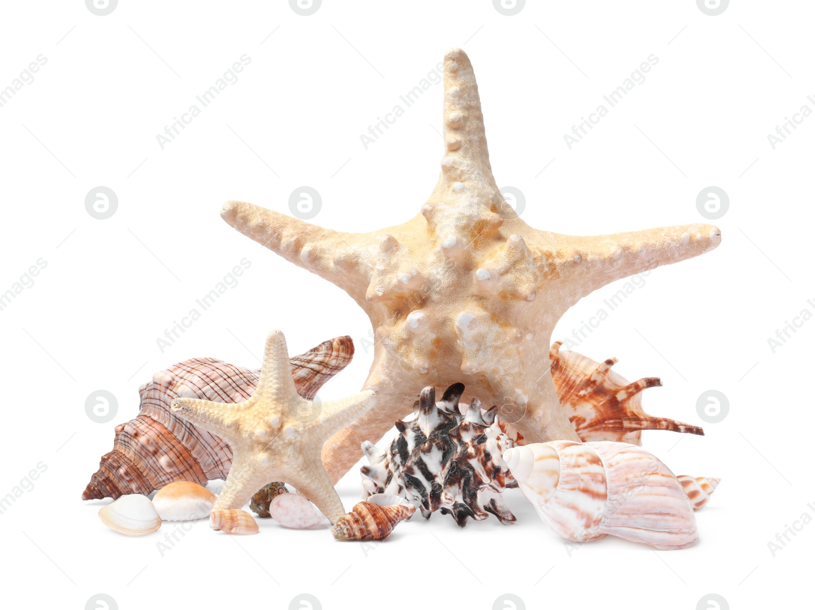 Photo of Beautiful sea stars and seashells on white background