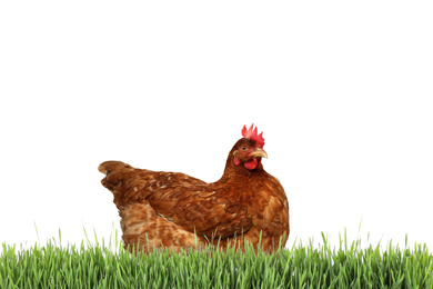 Beautiful chicken on fresh green grass against white background