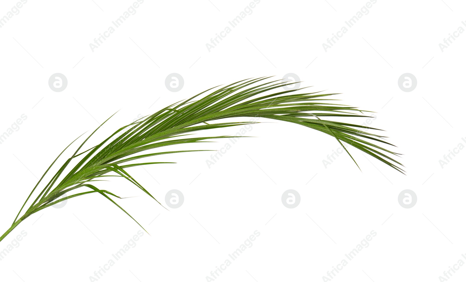 Photo of Green beautiful tropical leaf isolated on white