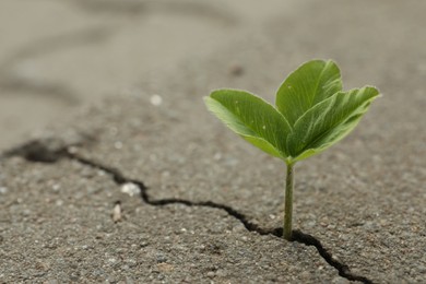 Photo of Green seedling growing out of crack in asphalt, space for text. Hope concept