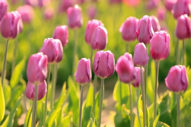 Picturesque view of field with blossoming tulips on sunny spring day