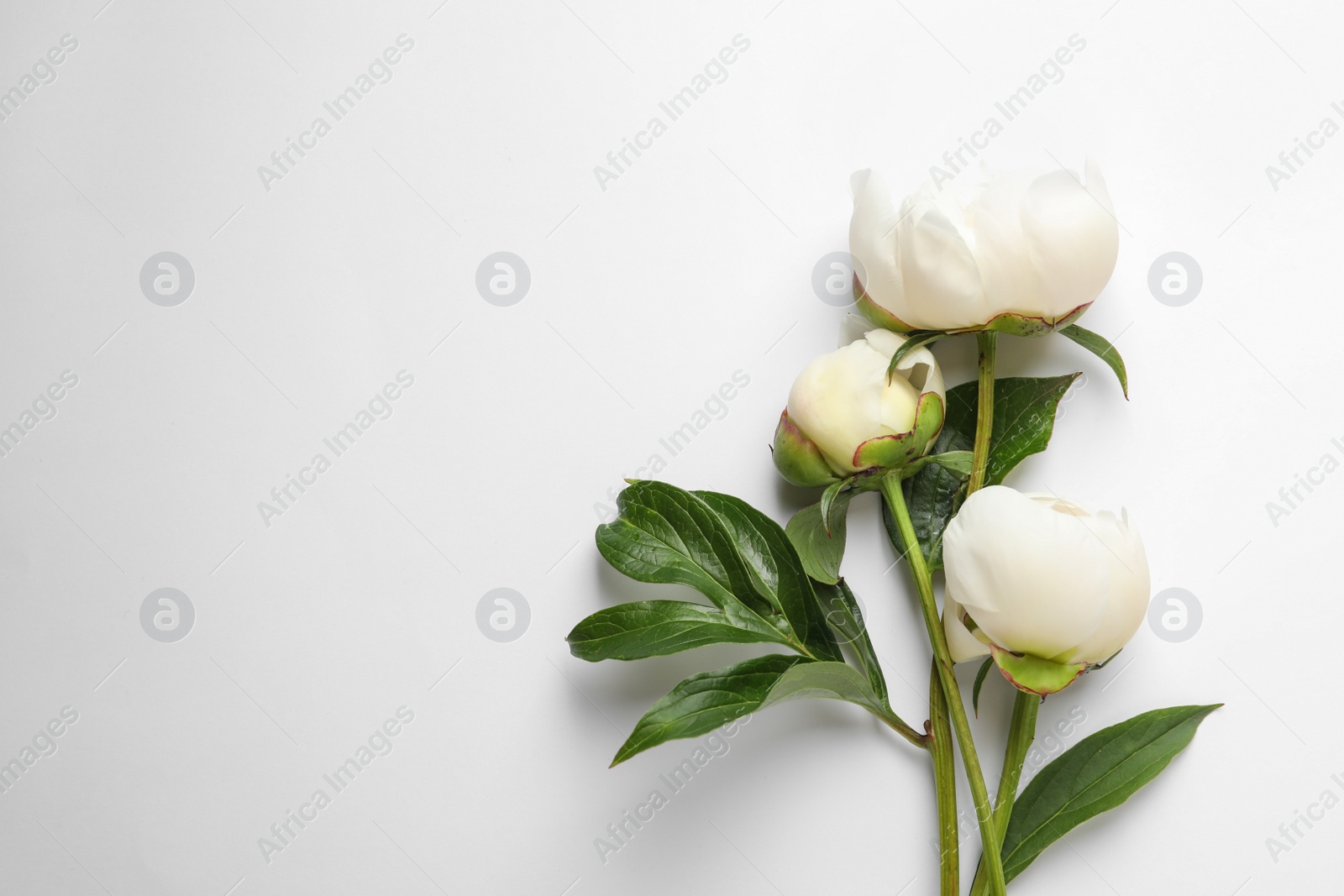 Photo of Fragrant peonies on white background, top view. Beautiful spring flowers