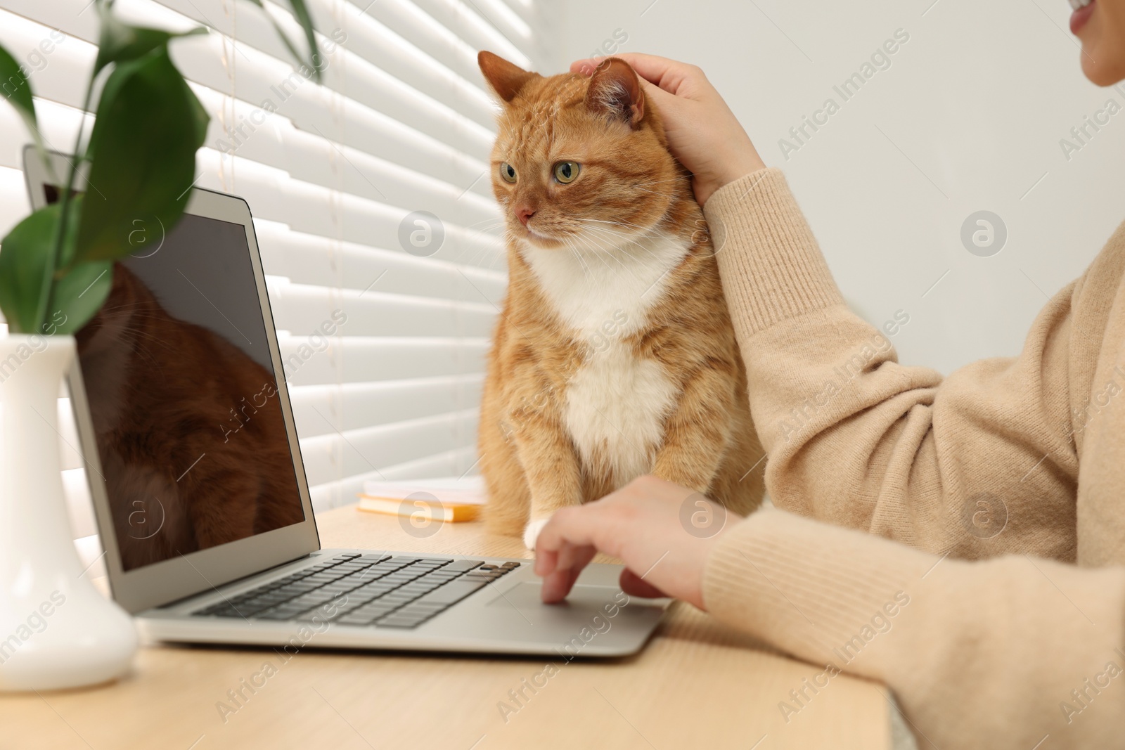 Photo of Woman working with laptop and petting cute cat at home, closeup