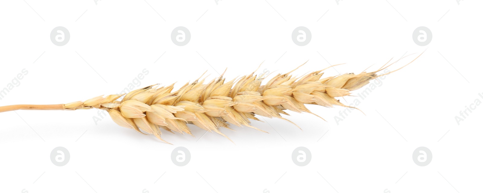 Photo of Dried ear of wheat isolated on white