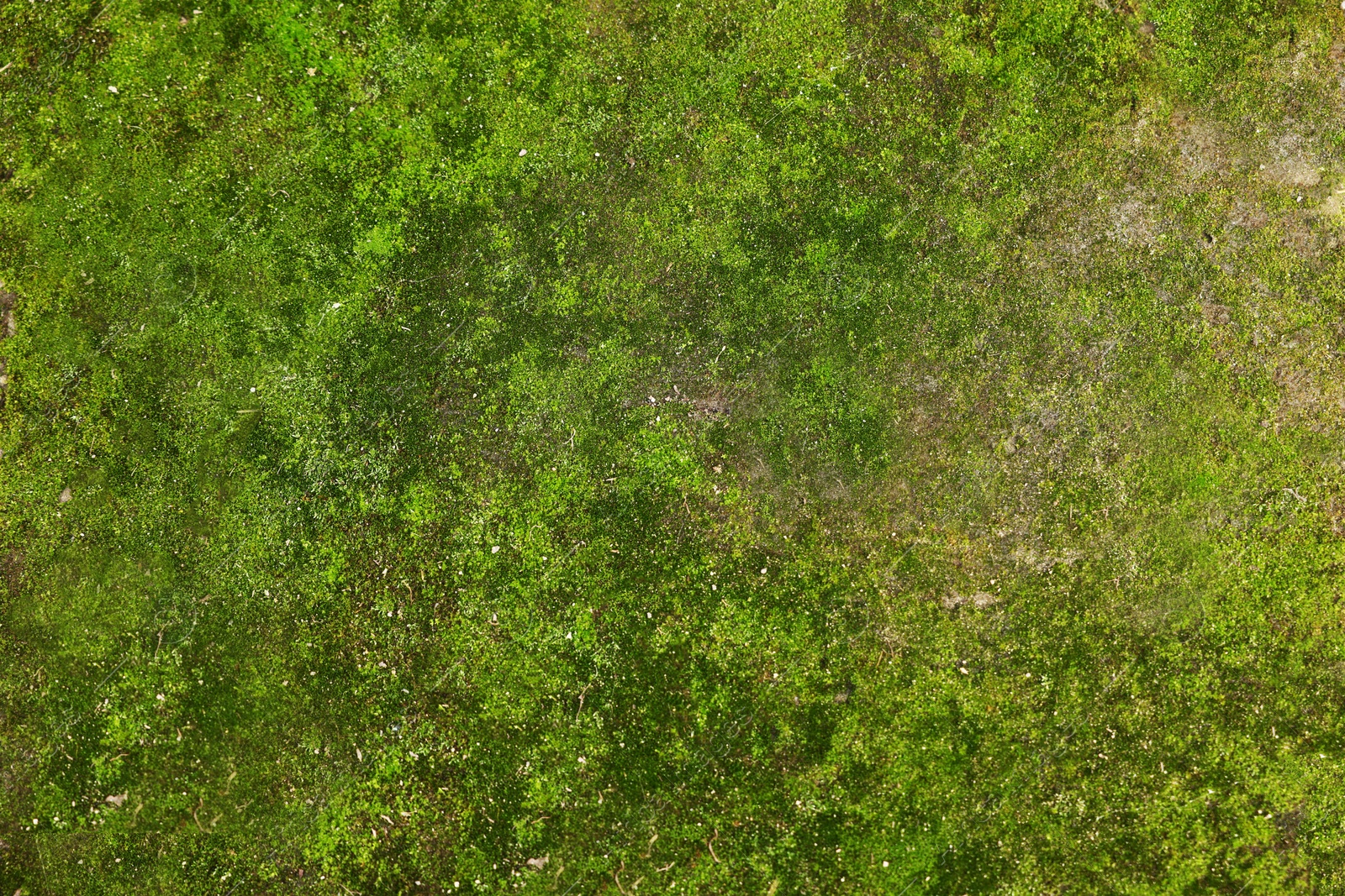 Photo of Textured surface with moss as background, top view