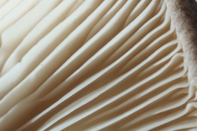 Photo of Fresh oyster mushroom as background, macro view
