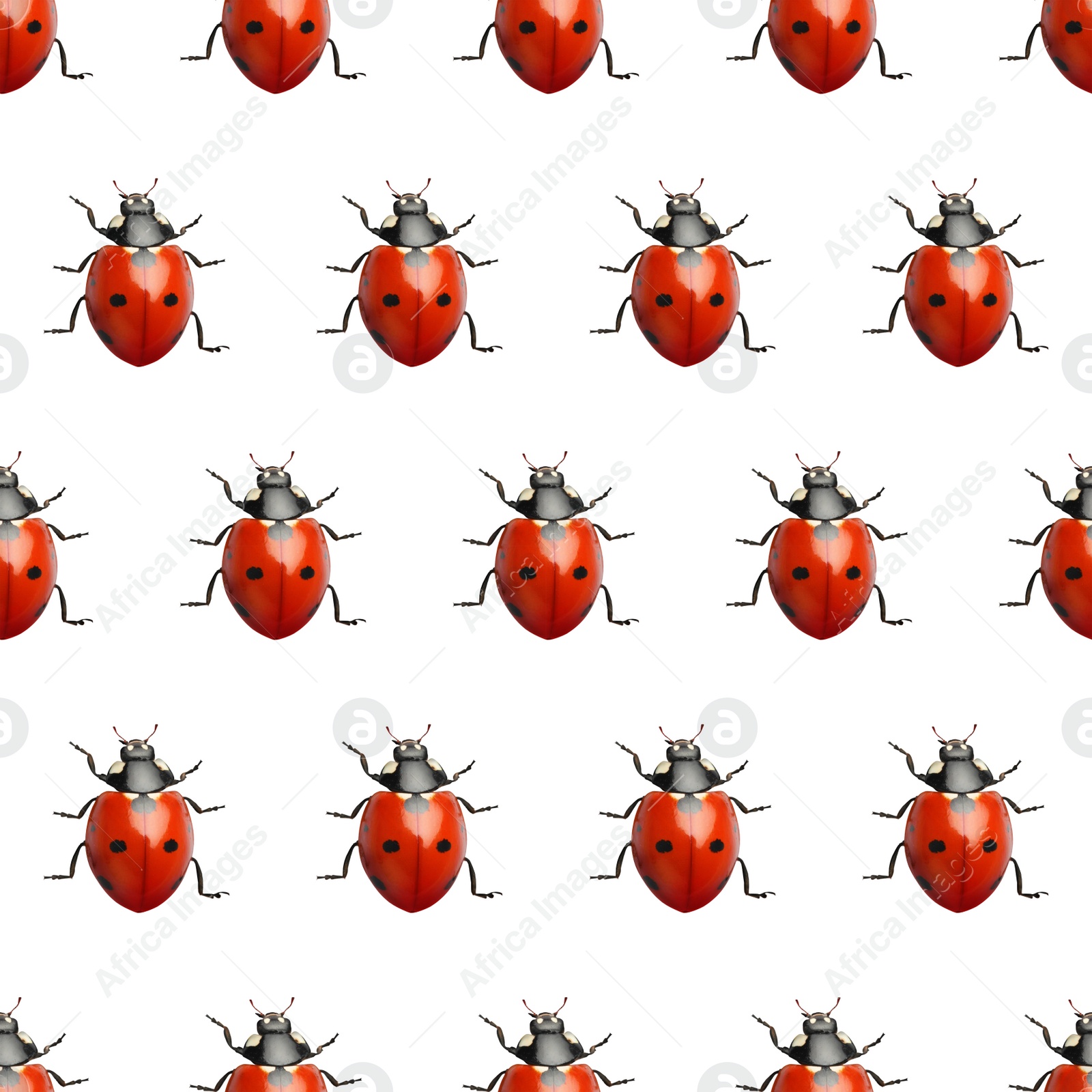 Image of Many red ladybugs on white background, top view