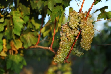 Fresh ripe juicy grapes growing in vineyard