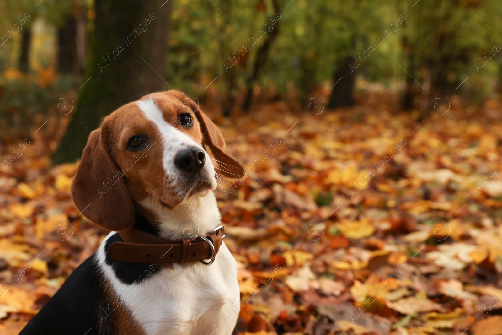 Photo of Adorable Beagle dog in stylish collar in autumn park. Space for text