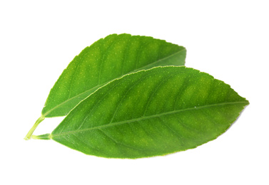 Photo of Fresh green citrus leaves isolated on white