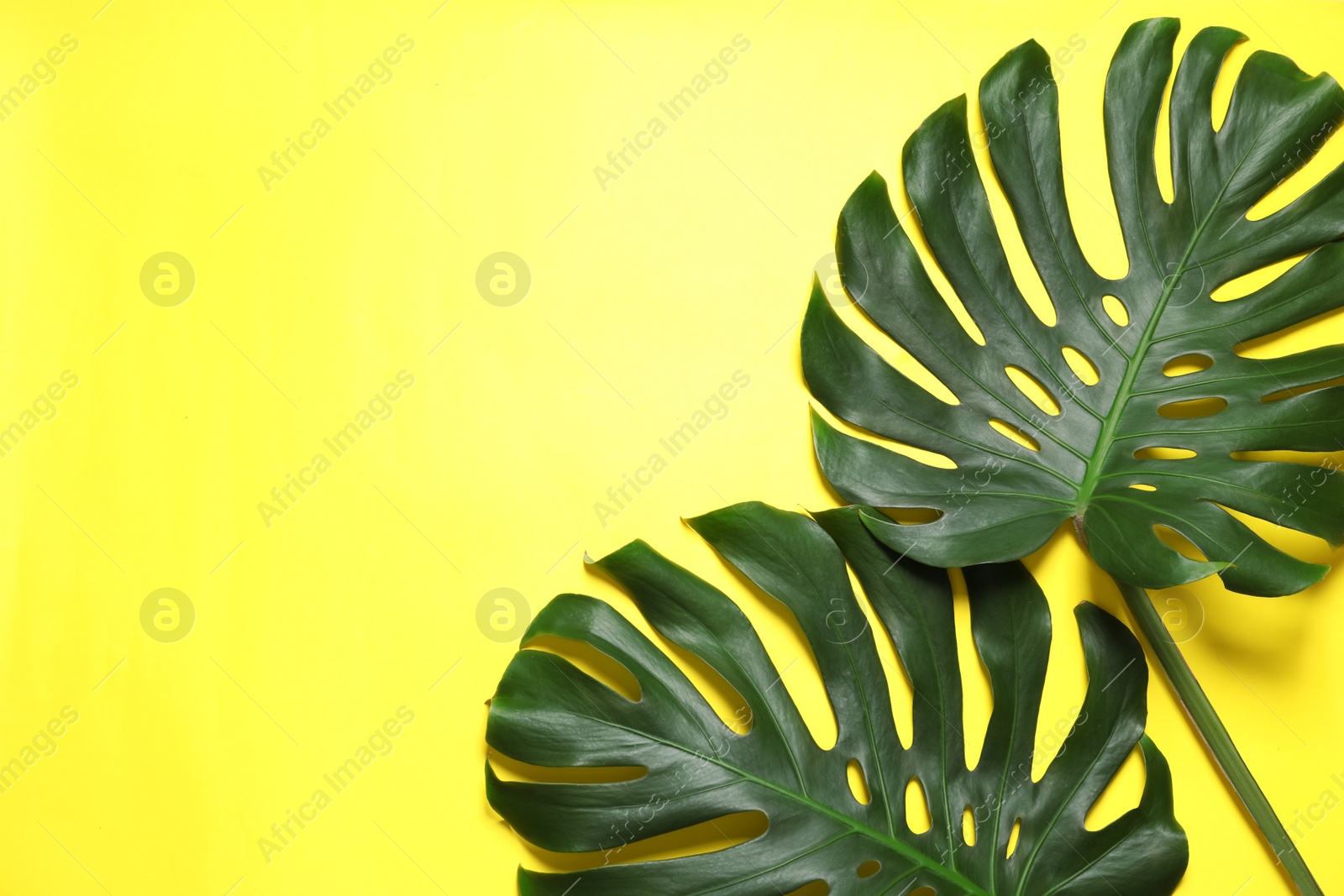 Photo of Green fresh monstera leaves on color background, flat lay with space for text. Tropical plant