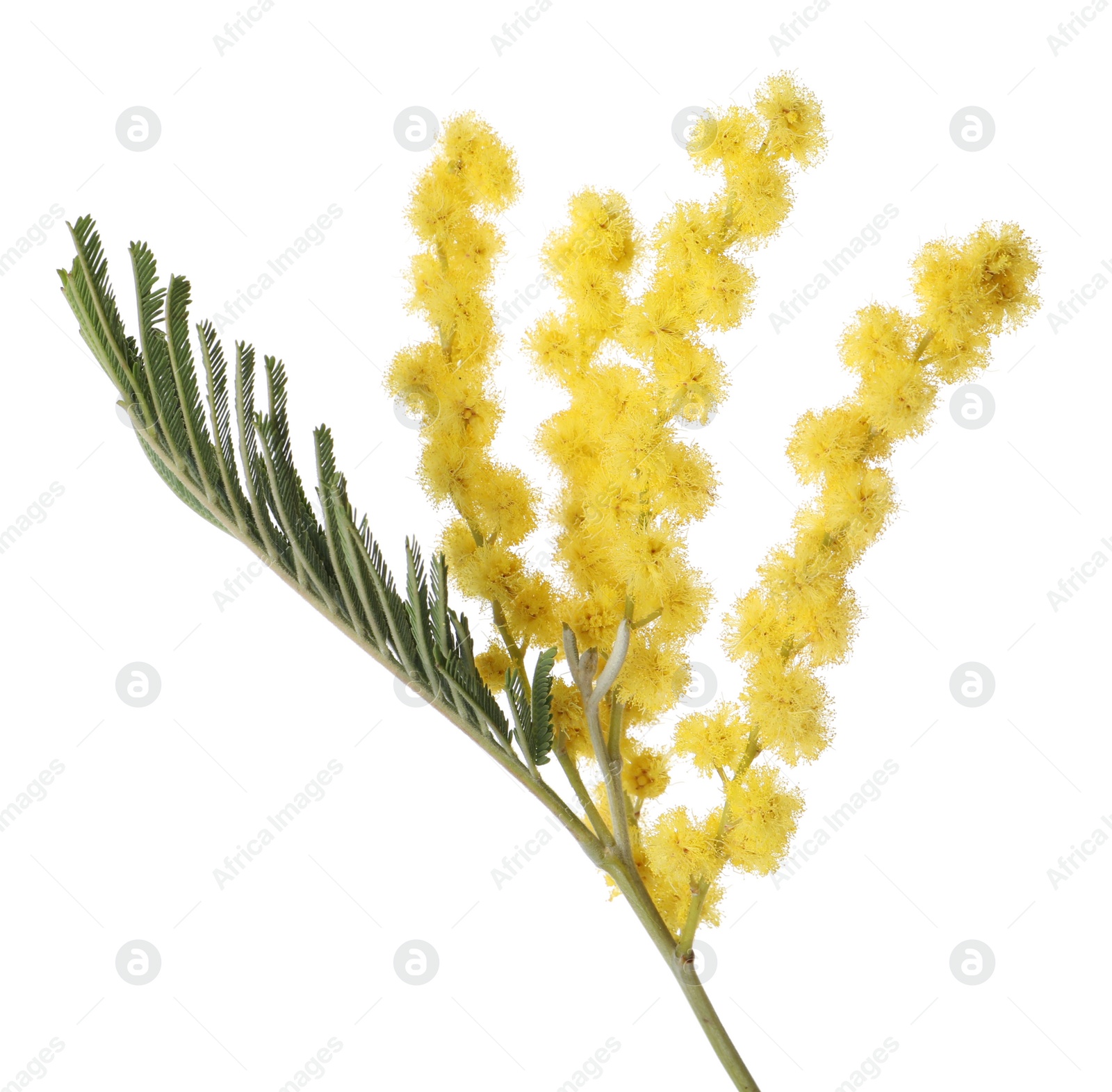 Photo of Beautiful mimosa plant with yellow flowers isolated on white