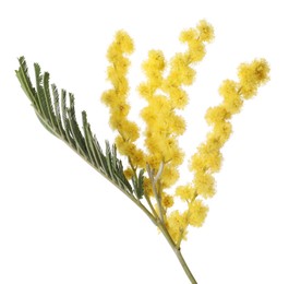 Beautiful mimosa plant with yellow flowers isolated on white