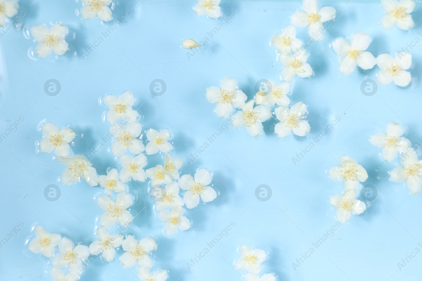 Photo of Beautiful jasmine flowers in water on light blue background, top view