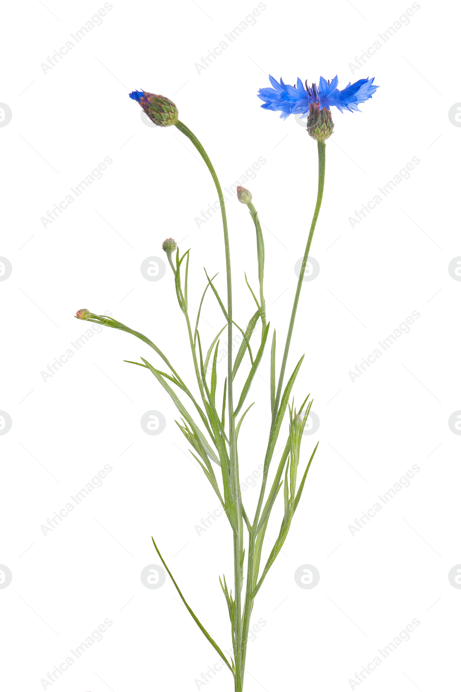 Photo of Beautiful light blue cornflowers isolated on white