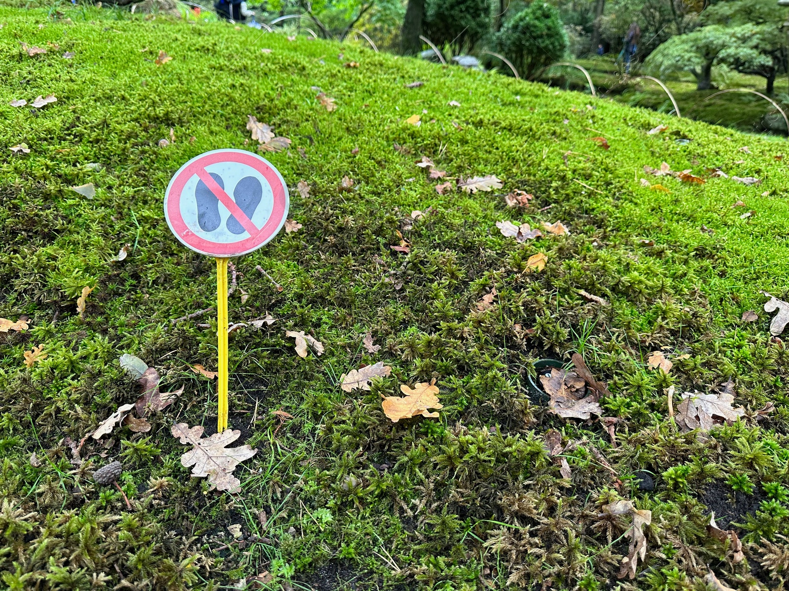 Photo of Bright moss, fallen leaves and sign Do Not Walk on ground in park