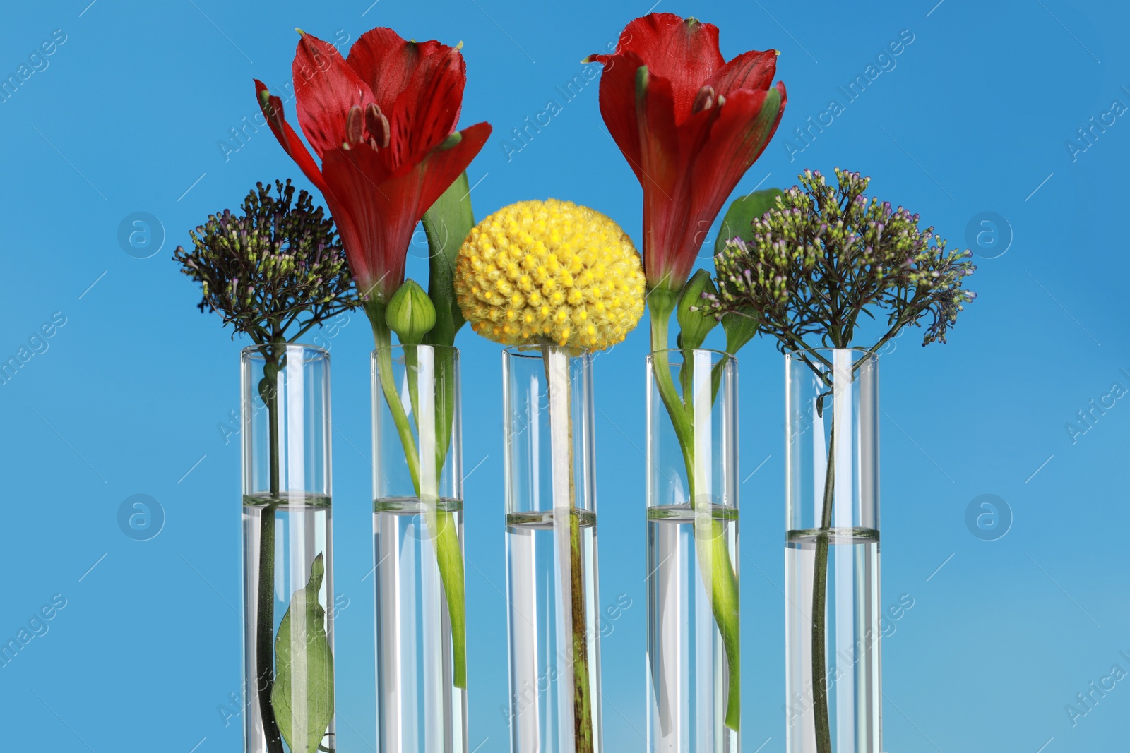 Photo of Different plants in test tubes on blurred background, closeup