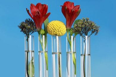 Photo of Different plants in test tubes on blurred background, closeup