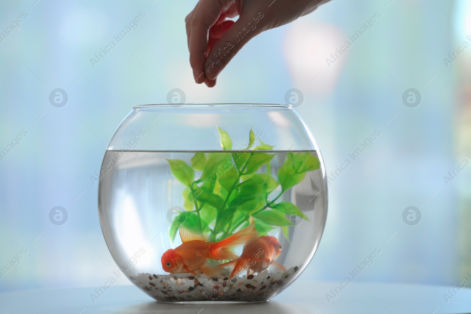 Photo of Woman feeding beautiful goldfish at home, closeup