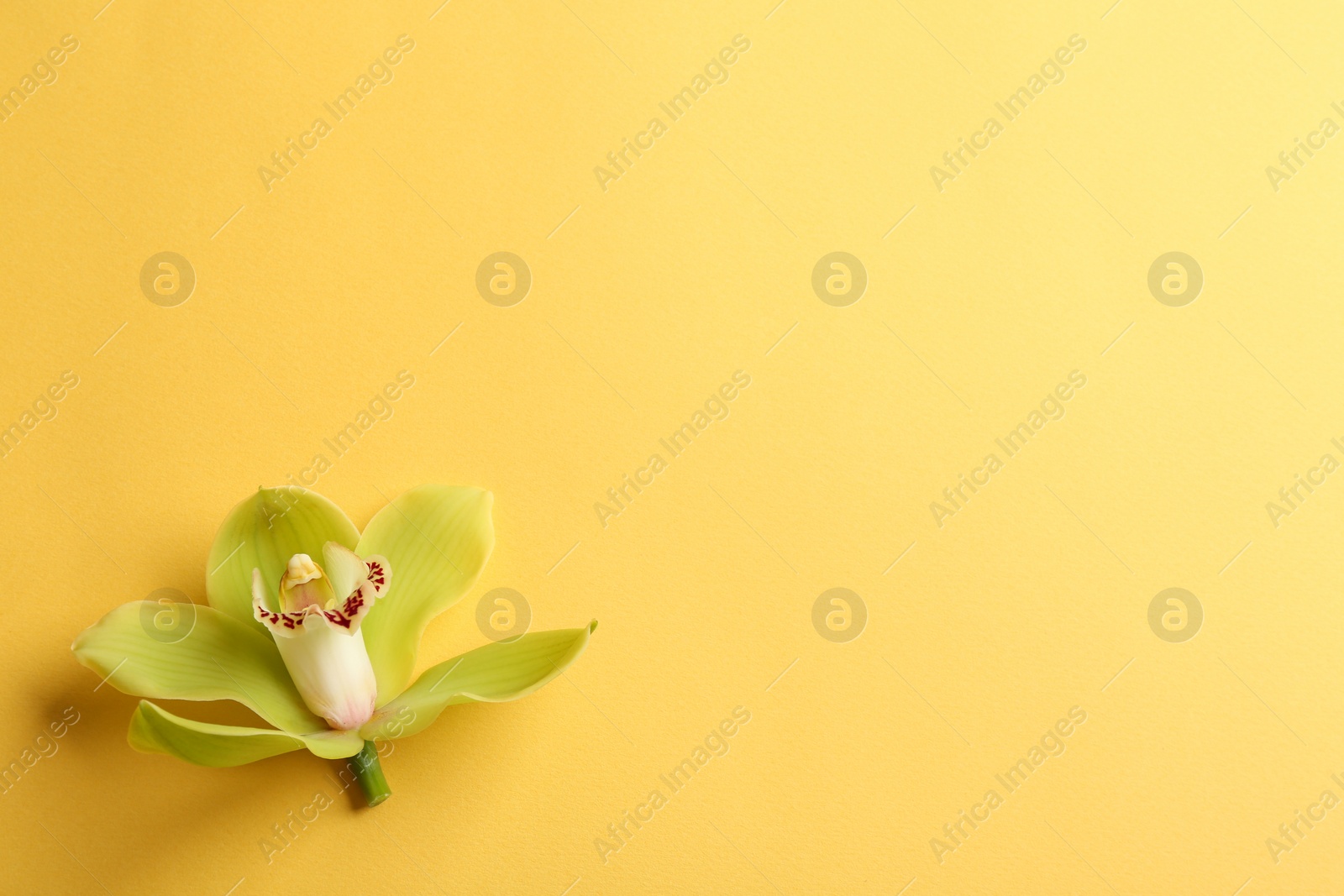 Photo of Beautiful tropical orchid flower on color background, top view. Space for text