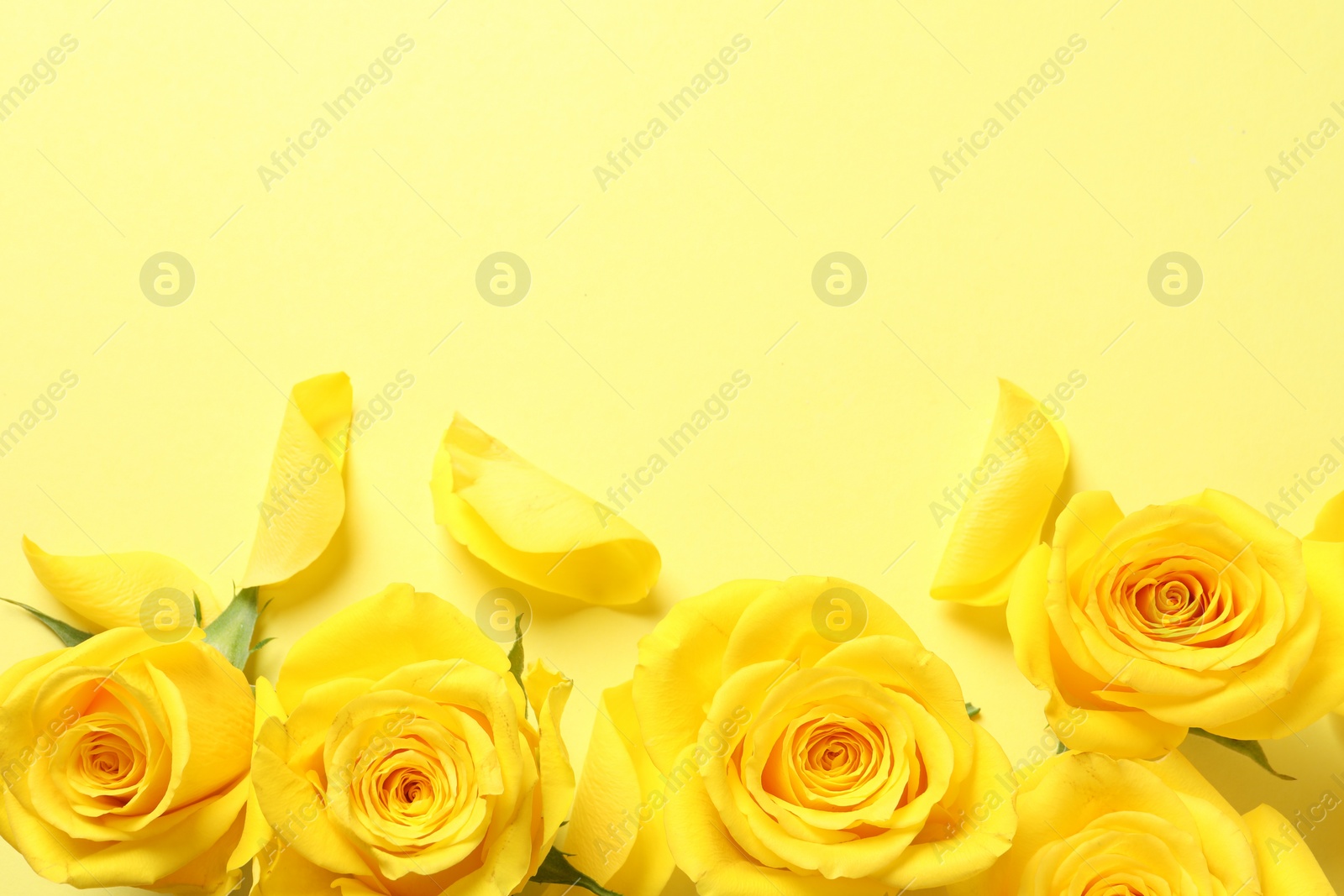 Photo of Beautiful roses on yellow background, flat lay. Space for text