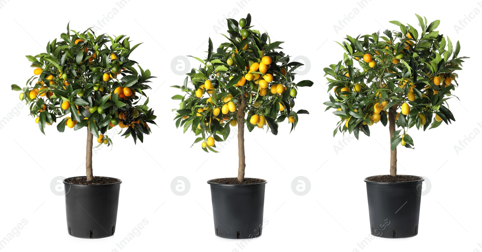 Image of Set of kumquat trees with fruits in flowerpots on white background. Banner design