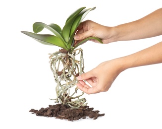 Photo of Woman holding orchid plant on white background