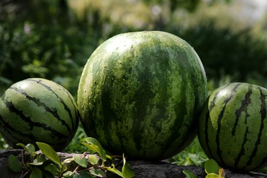 Photo of Different delicious ripe watermelons on stone surface outdoors, closeup