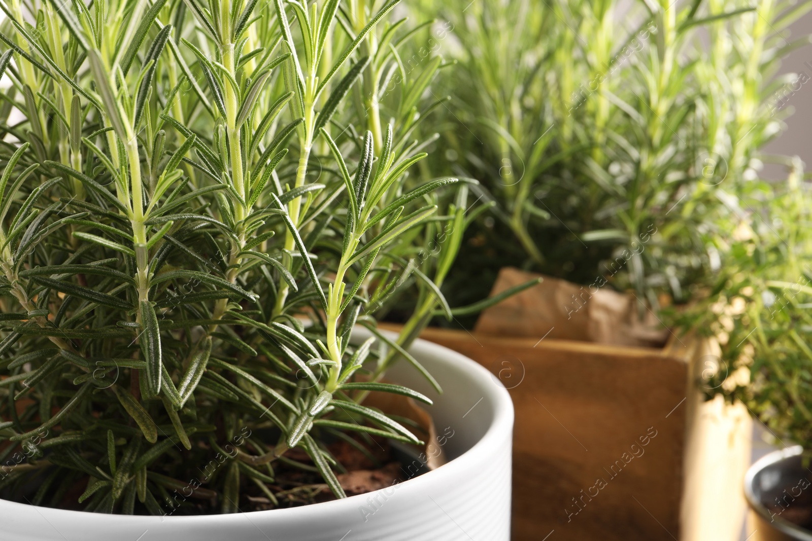 Photo of Aromatic green rosemary growing in pot, closeup