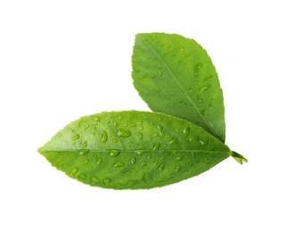 Photo of Fresh green citrus leaves with water drops isolated on white