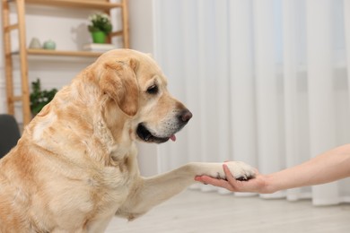 Photo of Cute Labrador Retriever dog giving paw to man at home