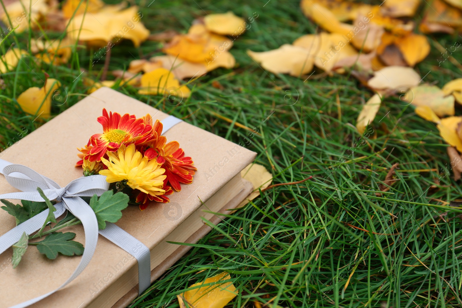 Photo of Book decorated with chrysanthemum flowers on grass outdoors, closeup