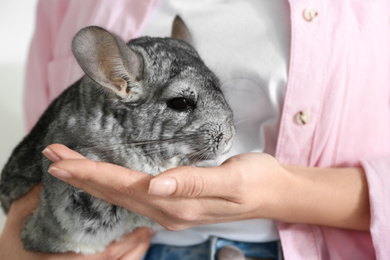 Photo of Woman holding cute chinchilla in room, closeup