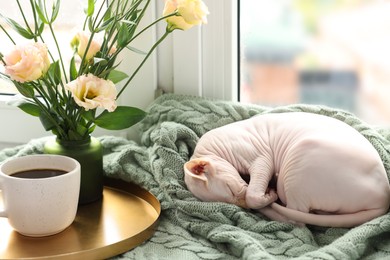 Photo of Cute Sphynx cat sleeping on soft blanket near window at home. Lovely pet
