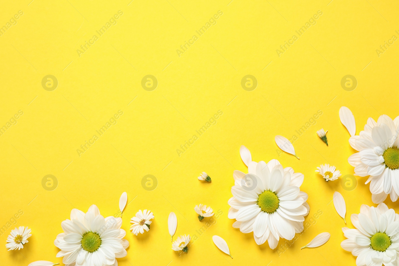 Photo of Beautiful white chamomile flowers on yellow background, flat lay. Space for text