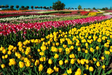 Beautiful view of field with blossoming tulips on sunny day