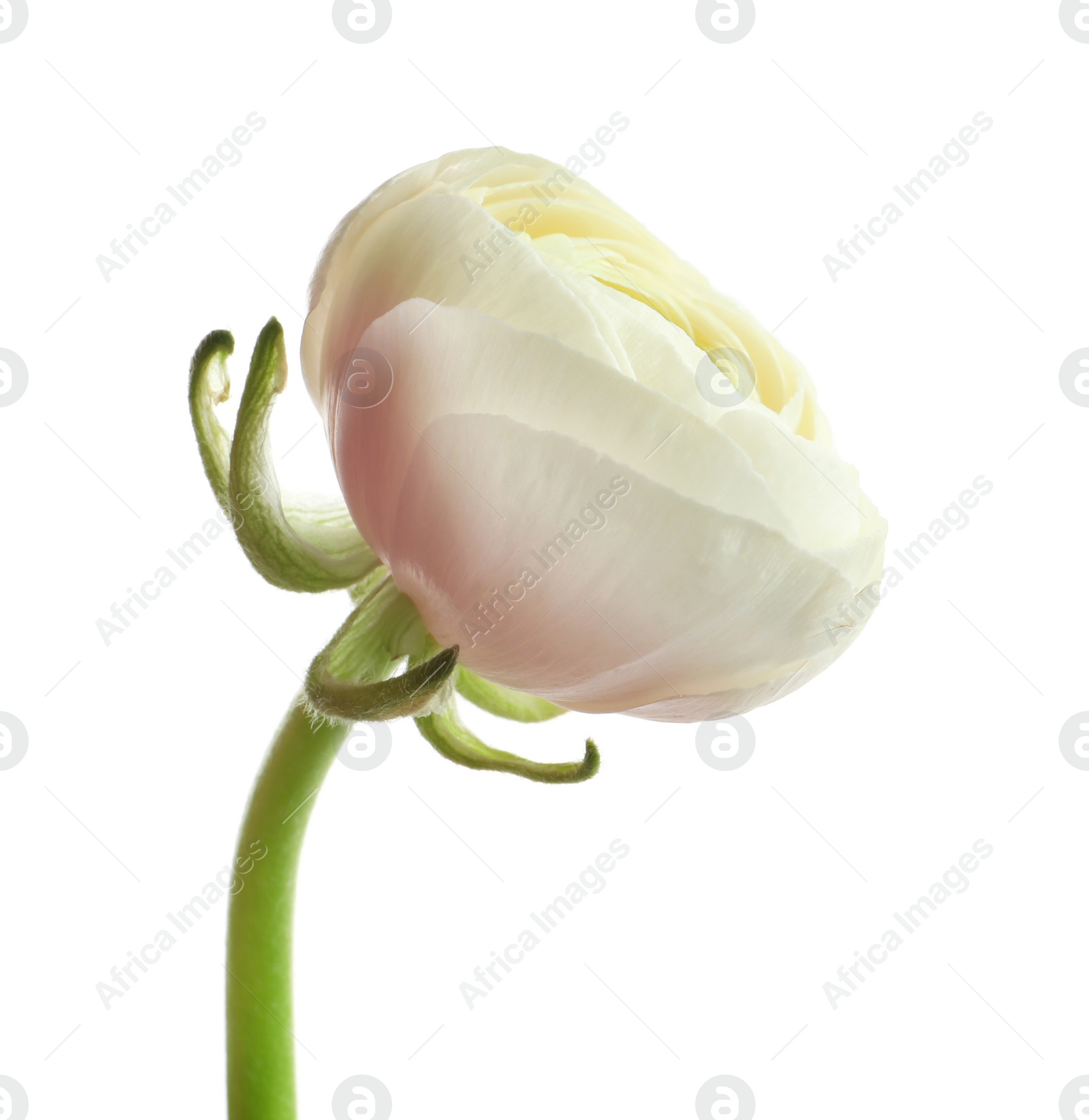 Photo of Beautiful ranunculus flower on white background