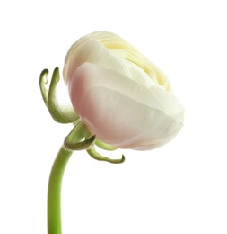 Photo of Beautiful ranunculus flower on white background