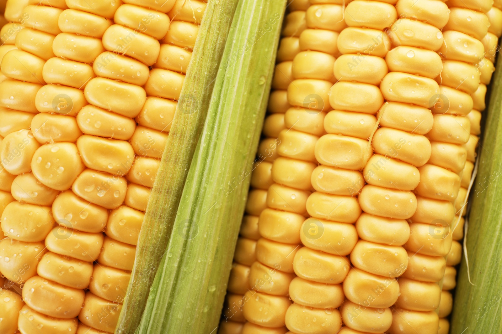 Photo of Tasty sweet corn cobs as background, closeup