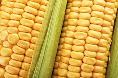 Photo of Tasty sweet corn cobs as background, closeup