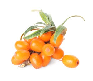 Fresh ripe sea buckthorn berries with leaves on white background