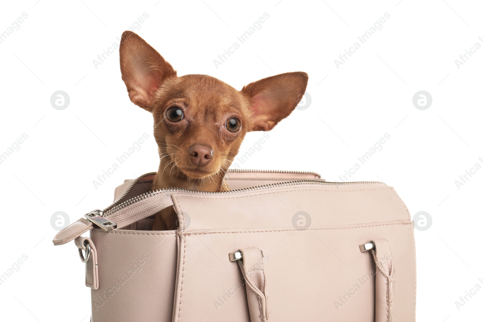 Photo of Cute toy terrier in female handbag isolated on white. Domestic dog