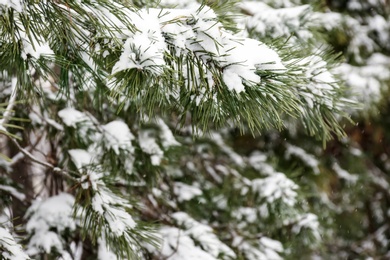 Coniferous branches covered with fresh snow, closeup