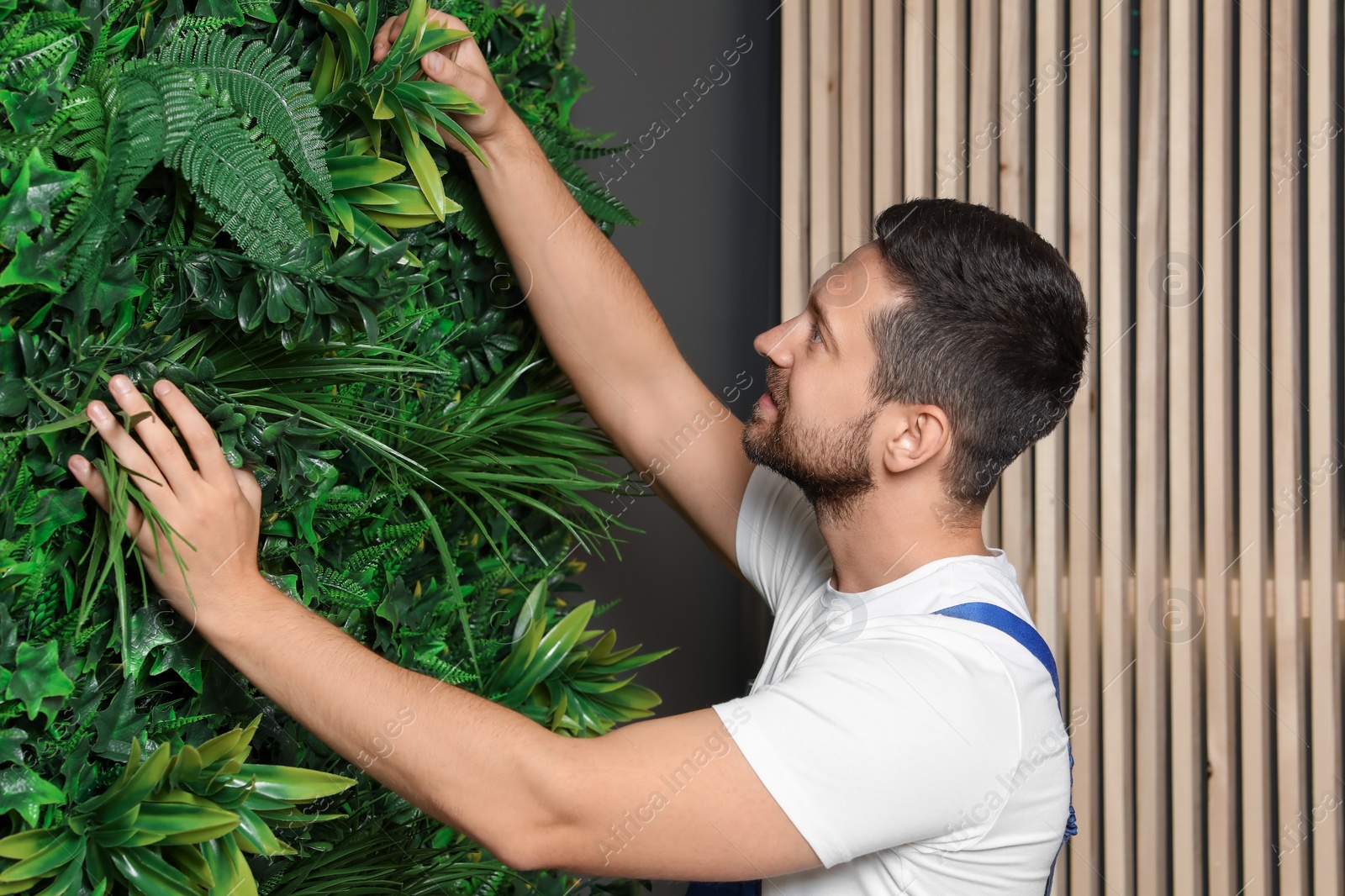 Photo of Man installing green artificial plant panel on grey wall in room