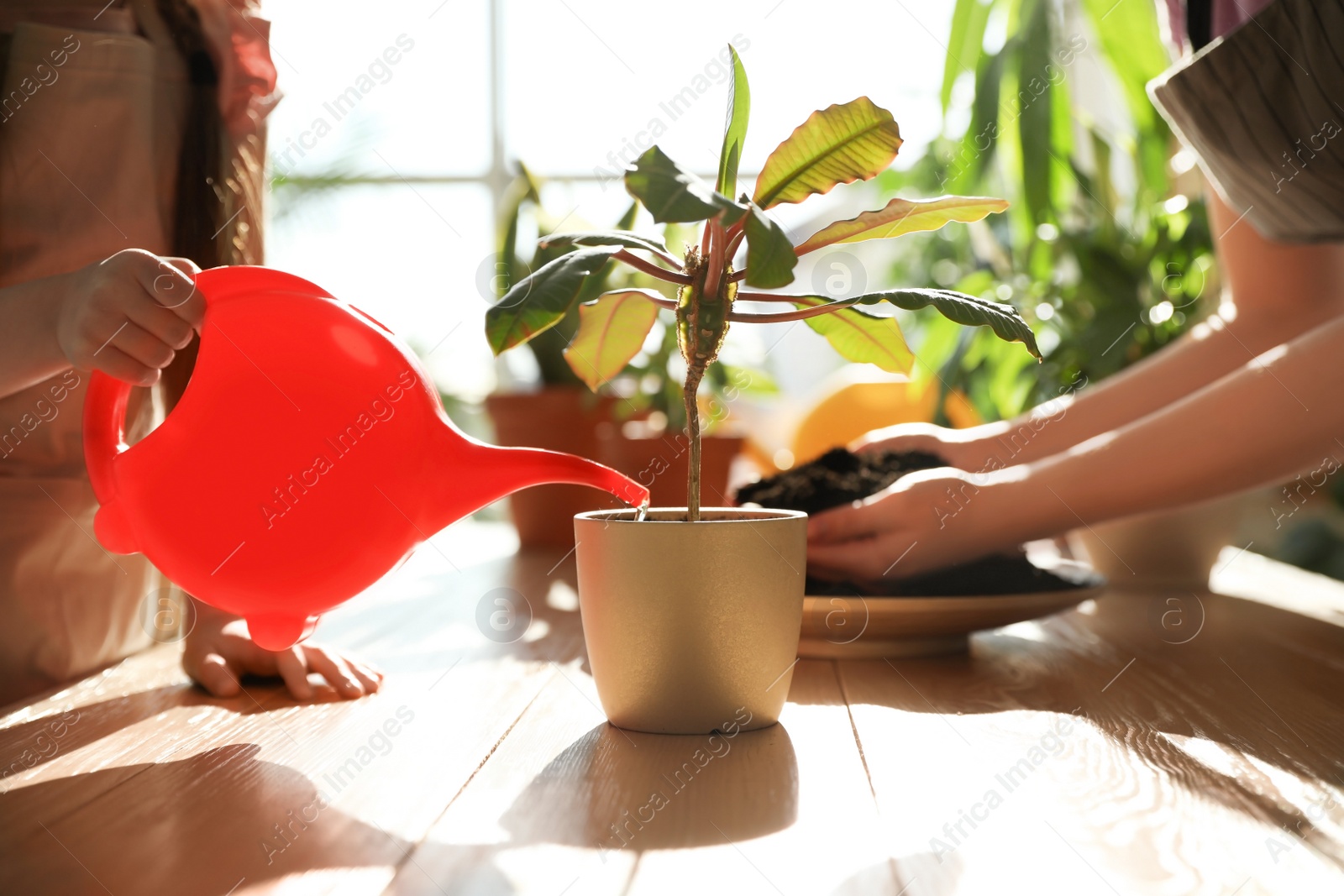 Photo of Mother and daughter taking care of home plants at wooden table indoors, closeup