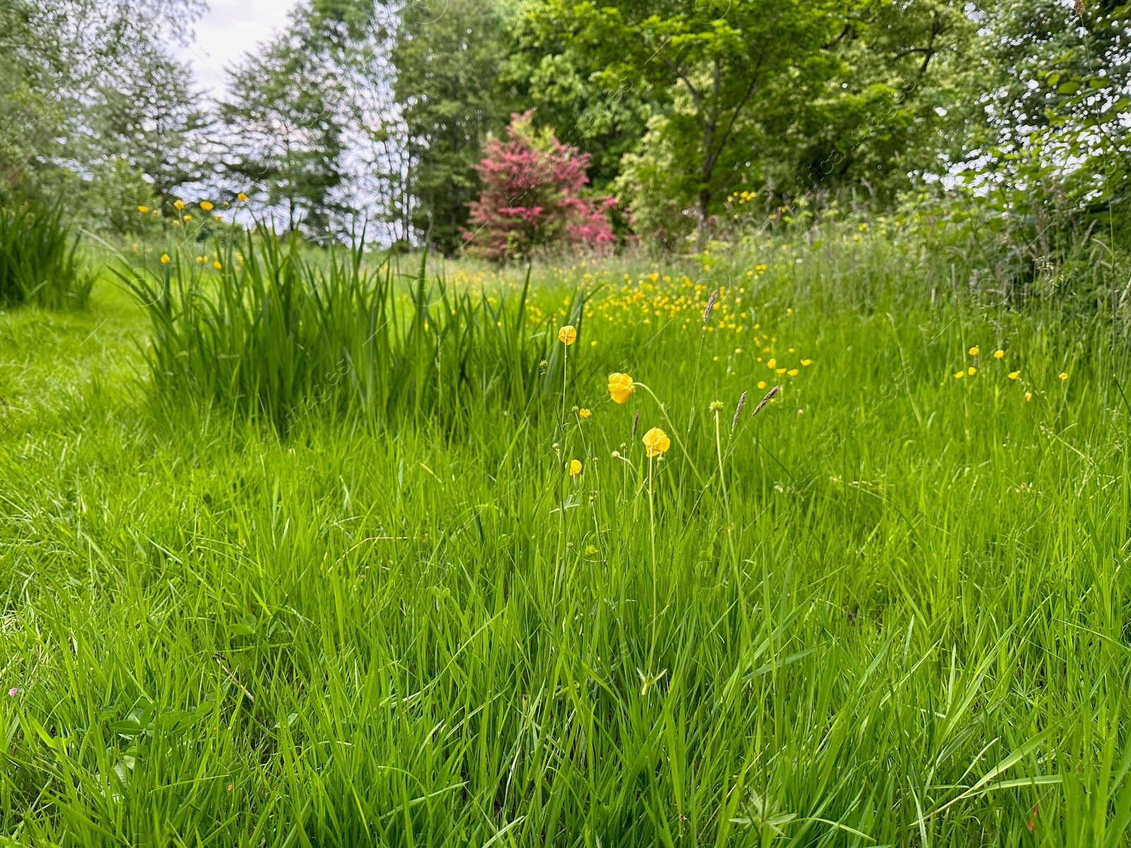 Photo of Fresh green grass, yellow flowers and trees outdoors on spring day