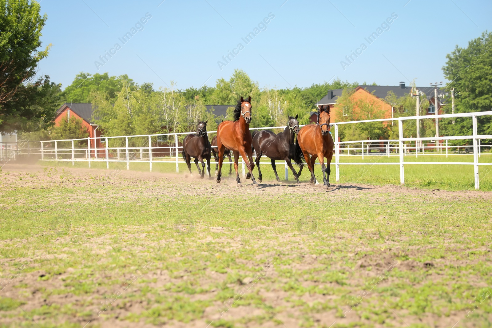 Photo of Bay horses in paddock on sunny day. Beautiful pets