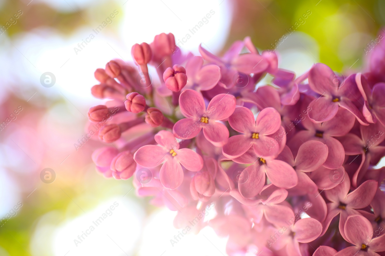 Photo of Closeup view of beautiful blossoming lilac shrub outdoors