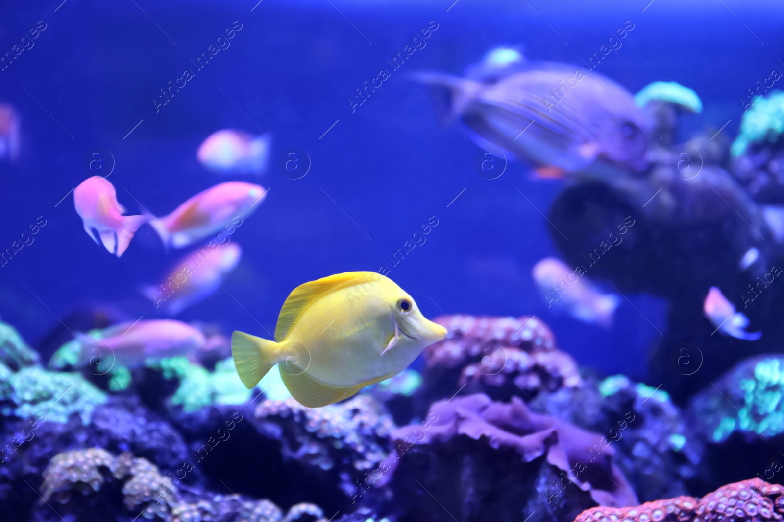 Photo of Beautiful yellow tang fish in clear aquarium water