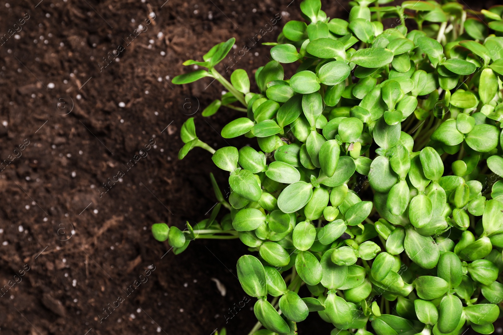 Photo of Fresh organic microgreen growing in soil, top view